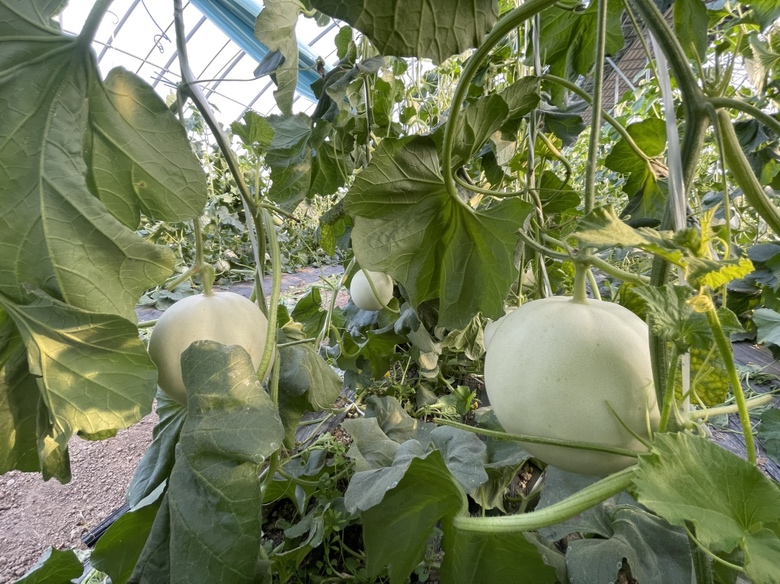 玉菇甜瓜储存在阴凉干燥的环境中