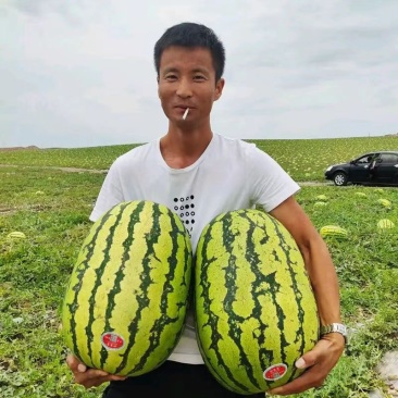 西瓜代收代发甜王黑美人上市中