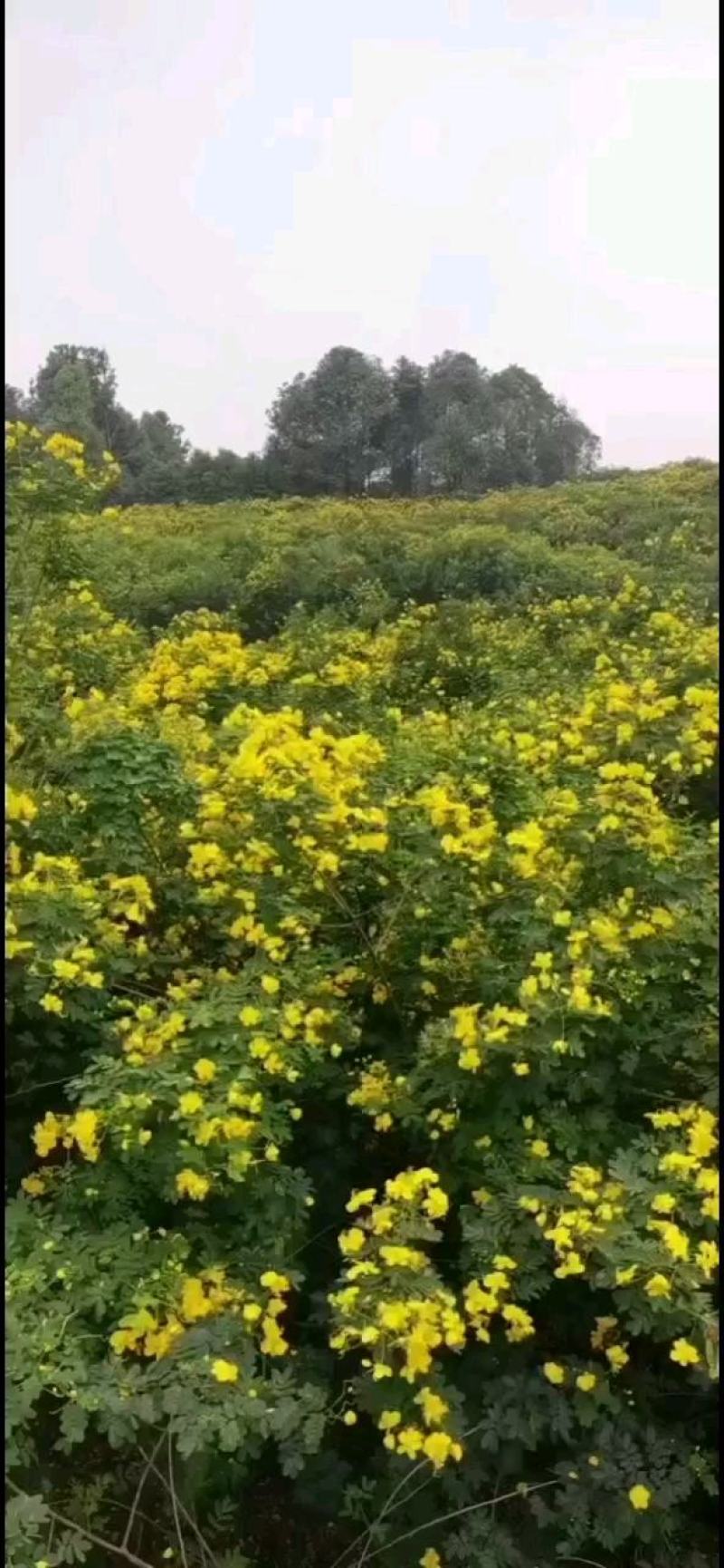 槐树黄花槐树苗规格齐全根系发达成活率高基地直发价格实惠