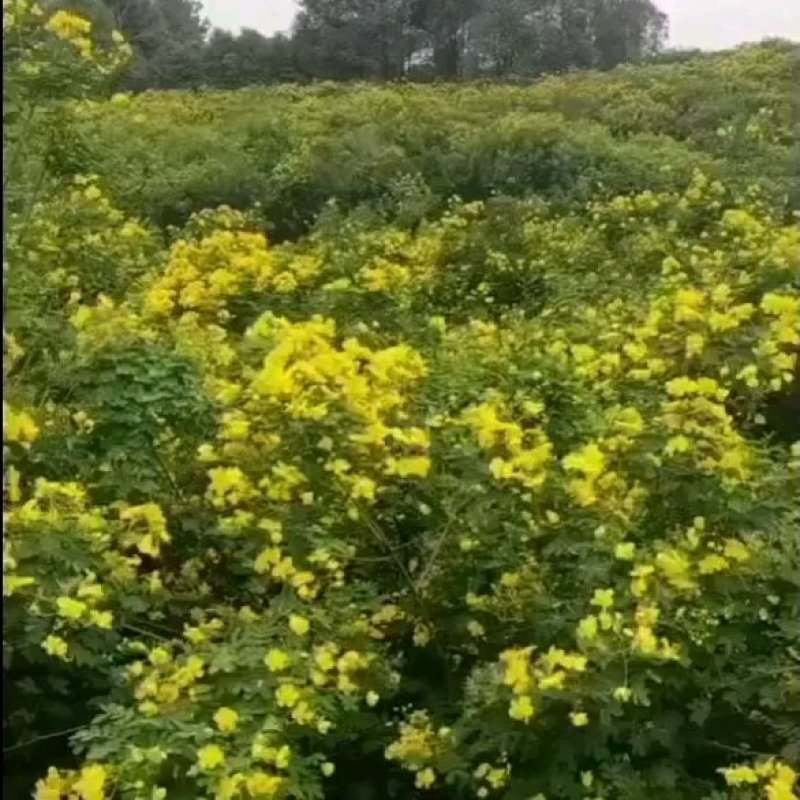 槐树黄花槐树苗规格齐全根系发达成活率高基地直发价格实惠