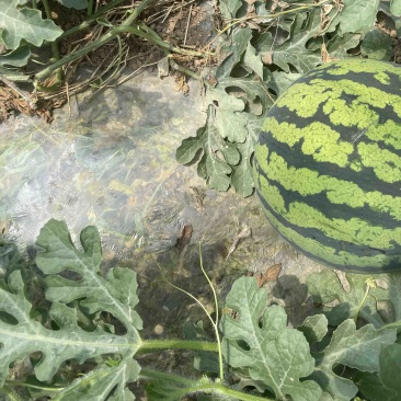 陕西甜王西瓜大量上市中
