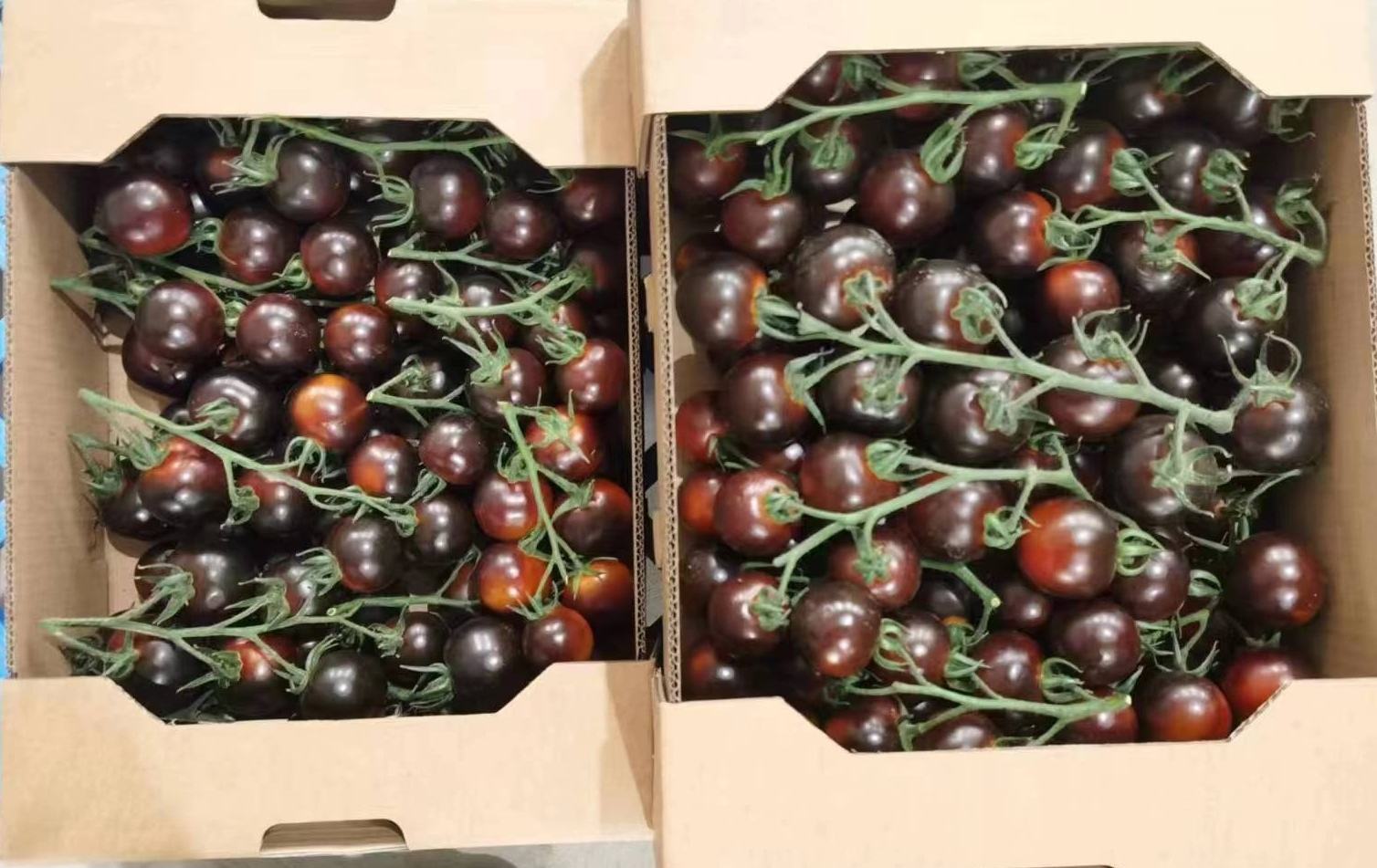 番茄与黑芝麻榨汁原料展示