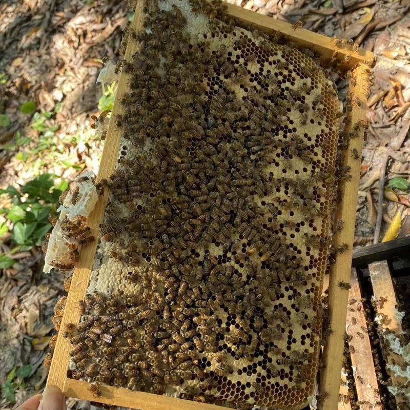 中蜂蜂群带子脾带原群王笼蜂活体强群蜂种授粉蜂