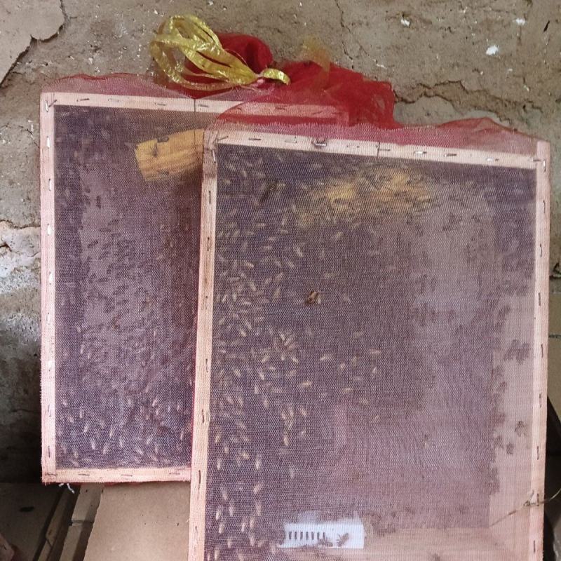 中蜂蜂群带子脾带原群王笼蜂活体强群蜂种授粉蜂