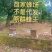 中蜂蜂群带子脾带原群王笼蜂活体强群蜂种授粉蜂