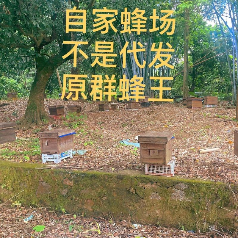 中蜂蜂群带子脾带原群王笼蜂活体强群蜂种授粉蜂