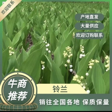 铃兰种球，盆栽新货，现货供应独杆去叶子！铃兰，产地直销