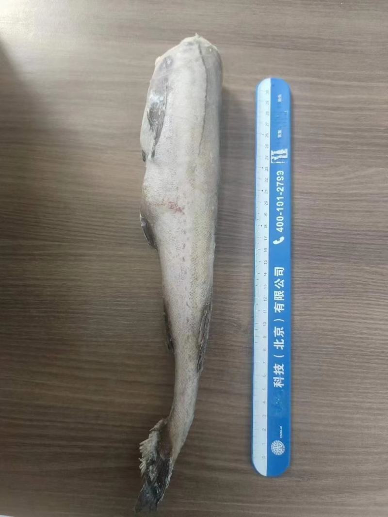 单冻狭鳕鱼（明太鱼）