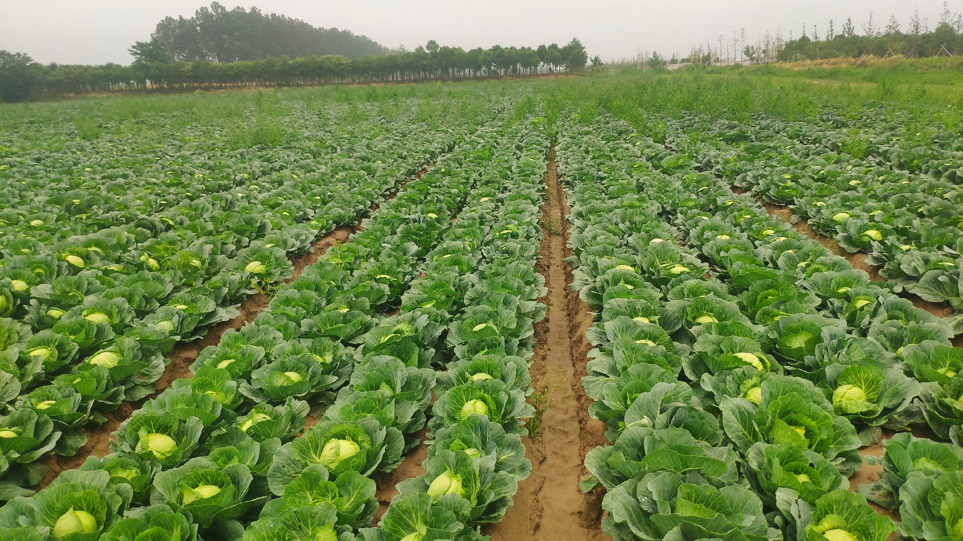 中甘甘蓝田间种植实景图