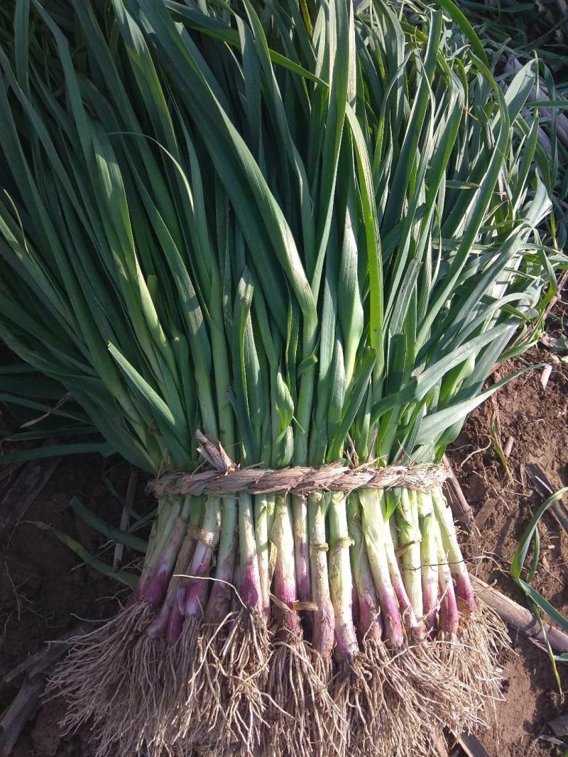 精品红根蒜苗产地直供量大从优！欢迎新老朋友前来订购！