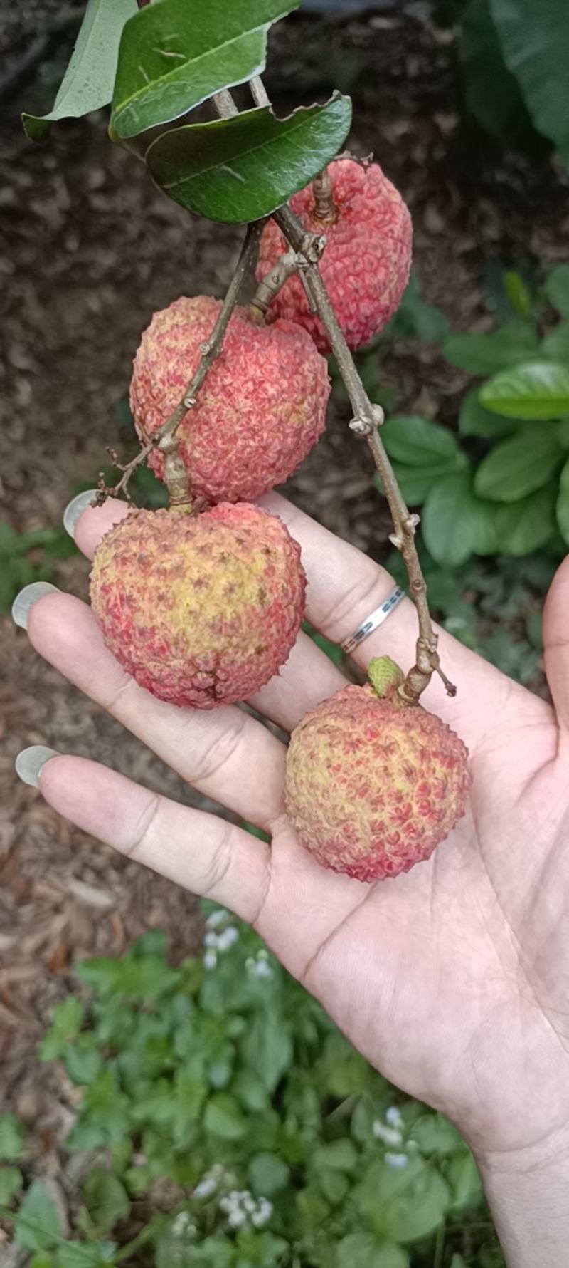 红蜜荔枝大量上市，可合作，可预订，慢无