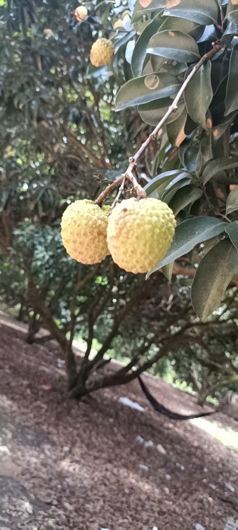 红蜜荔枝大量上市，可合作，可预订，慢无