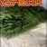 盘锦芦苇大粽叶