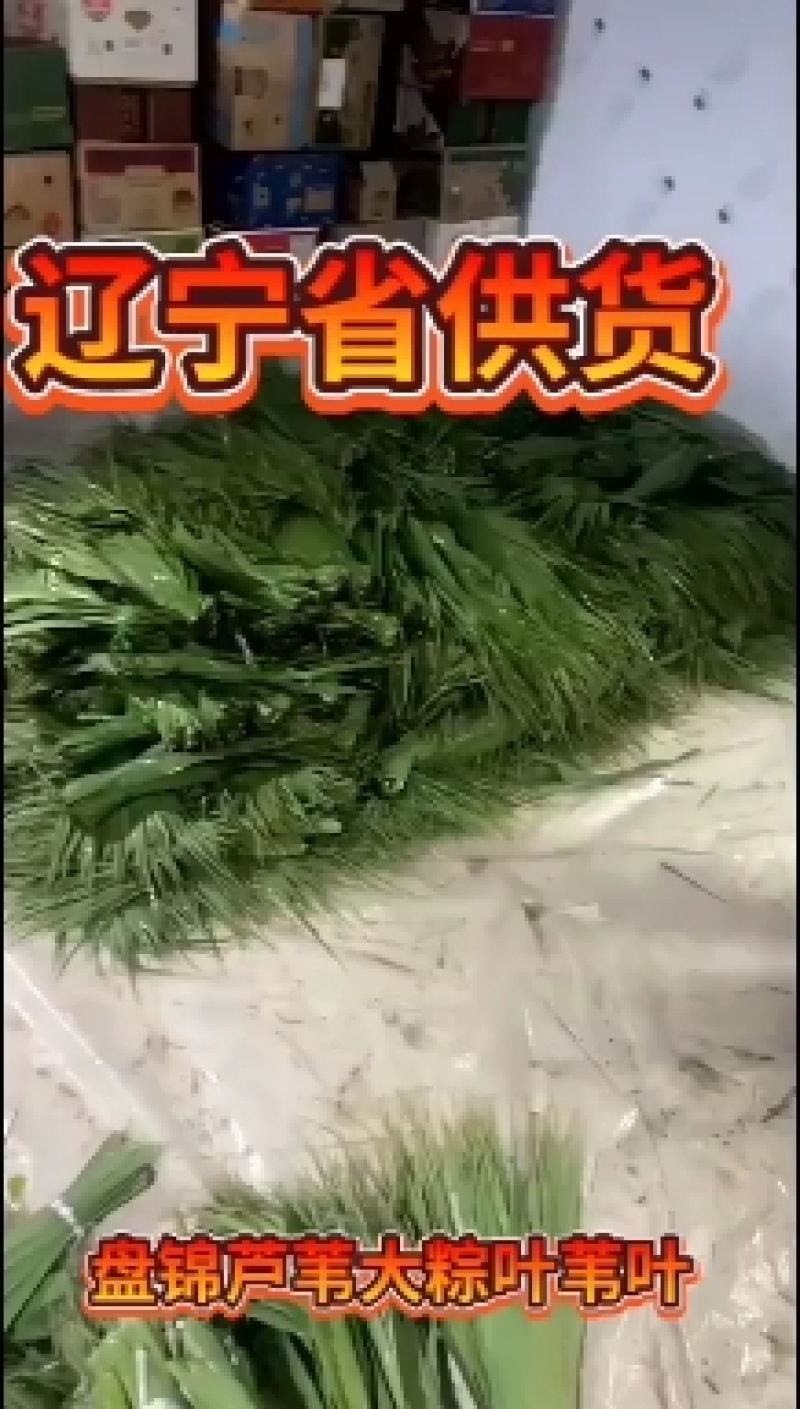盘锦芦苇大粽叶