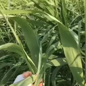 盘锦芦苇大粽叶