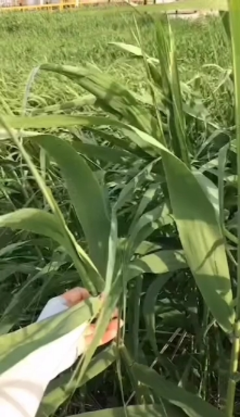盘锦芦苇大粽叶