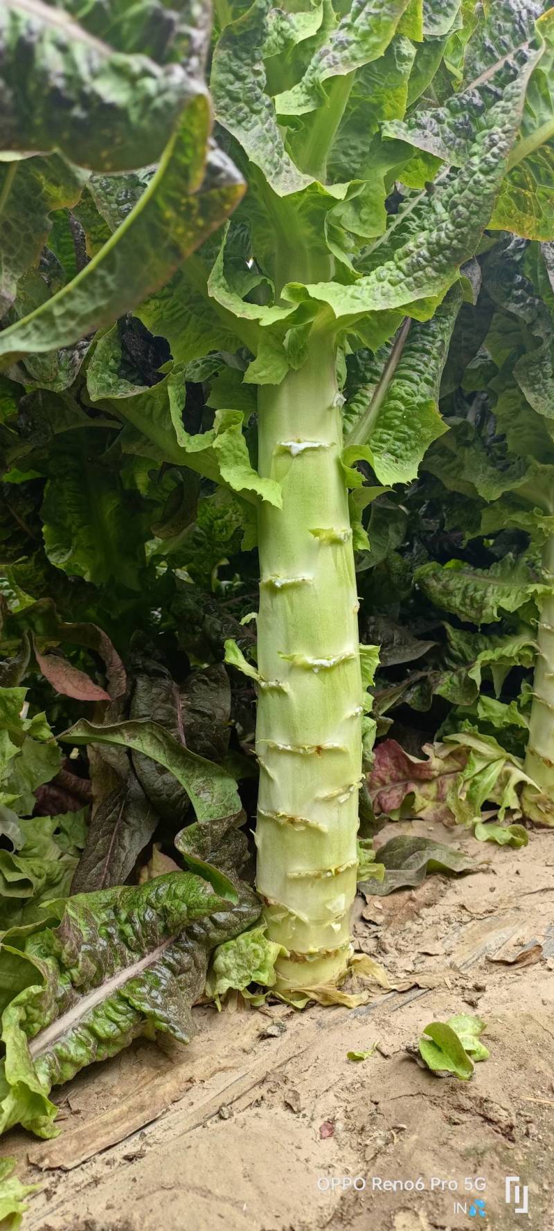甘肃精品高原夏菜红叶笋50cm--55cm