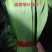 盘锦芦苇大粽叶