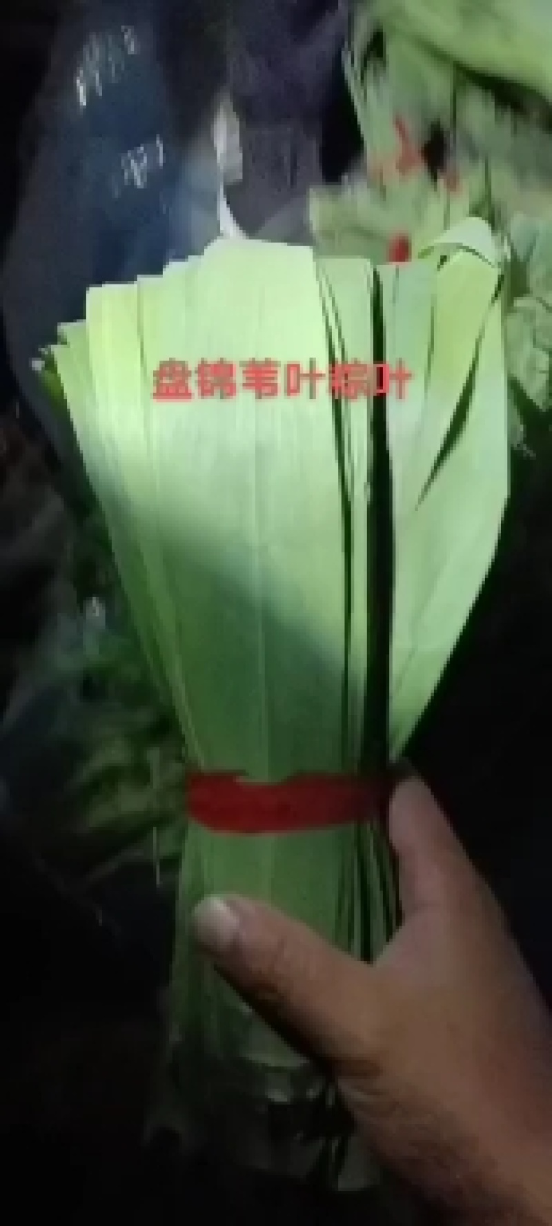 盘锦芦苇大粽叶