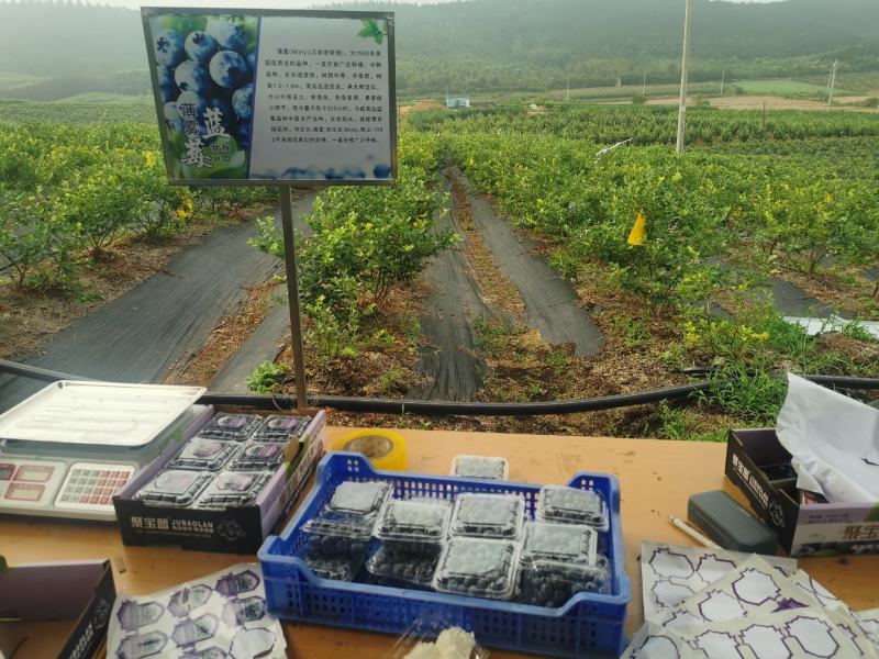薄雾蓝莓鲜果