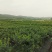 薄雾蓝莓鲜果