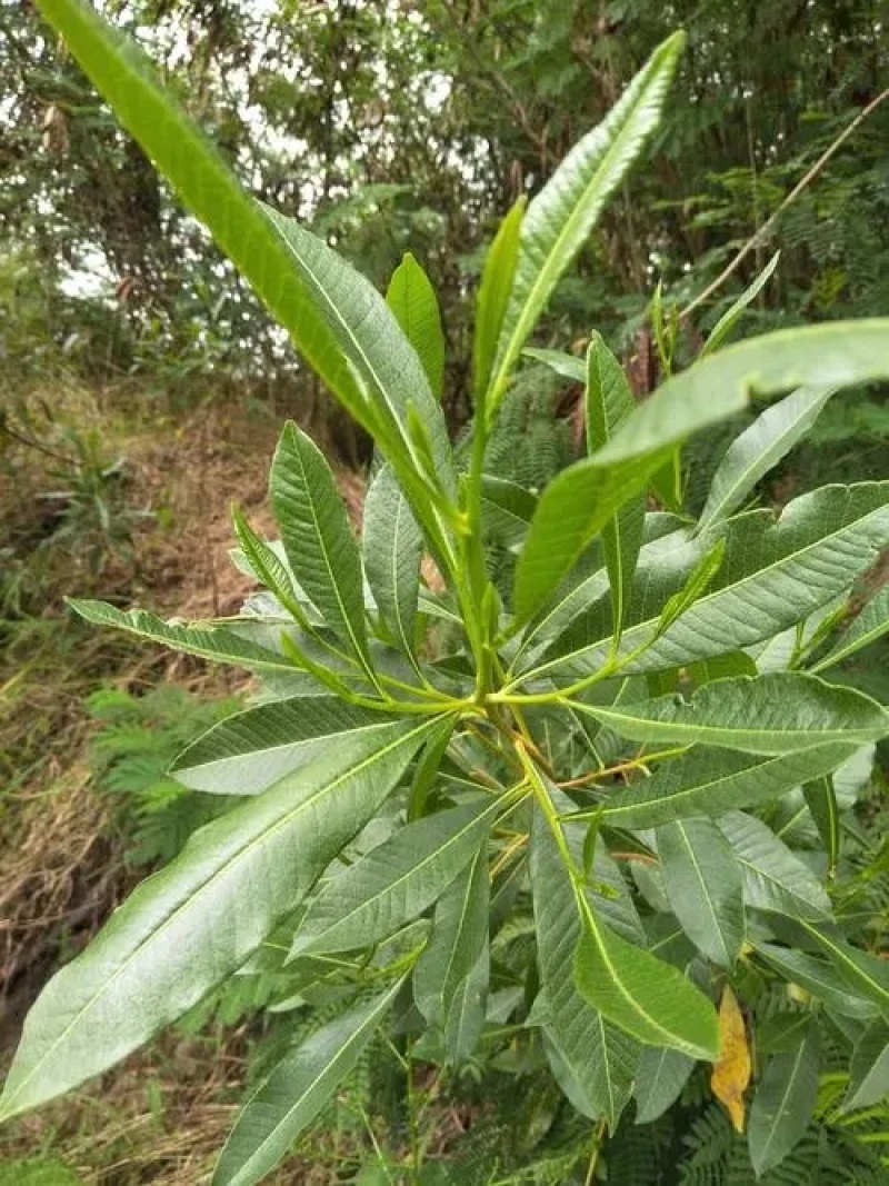 车桑子种子坡柳种子明油子边坡绿化矿山恢复绿固沙保土树种耐