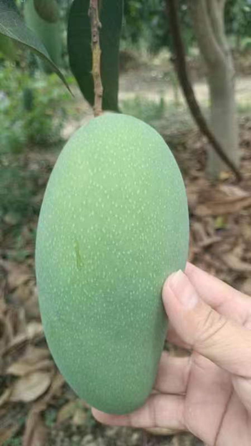 芒果之乡田阳区，贵妃，青芒，红象牙等等
