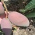 芒果之乡田阳区，贵妃，青芒，红象牙等等