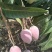 芒果之乡田阳区，贵妃，青芒，红象牙等等