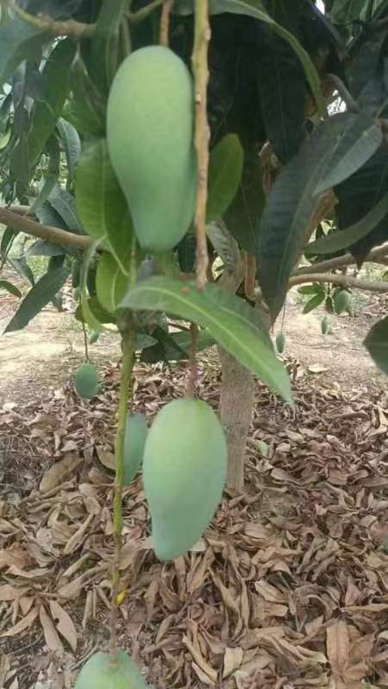 芒果之乡田阳区，贵妃，青芒，红象牙等等