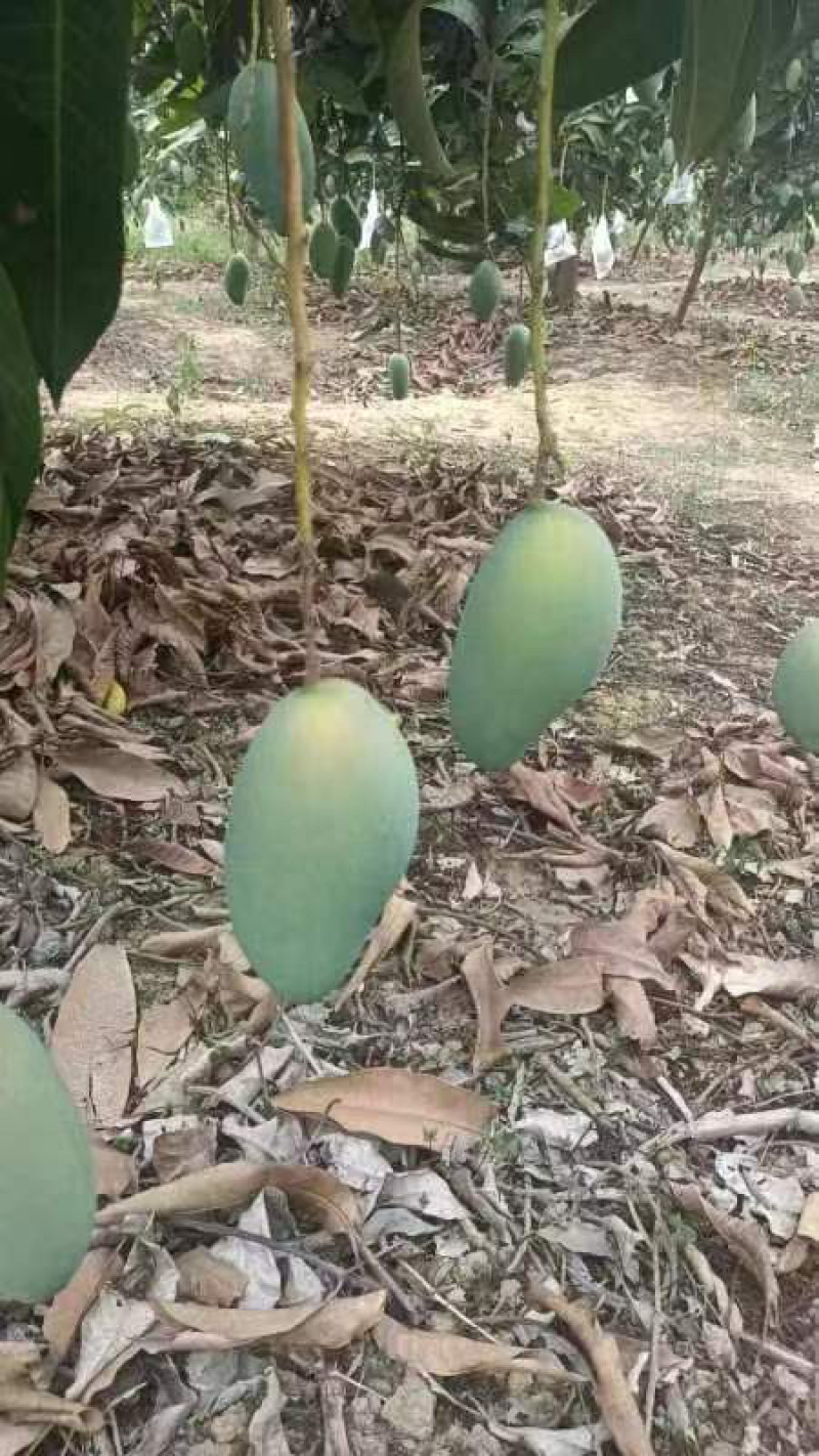 芒果之乡田阳区，贵妃，青芒，红象牙等等