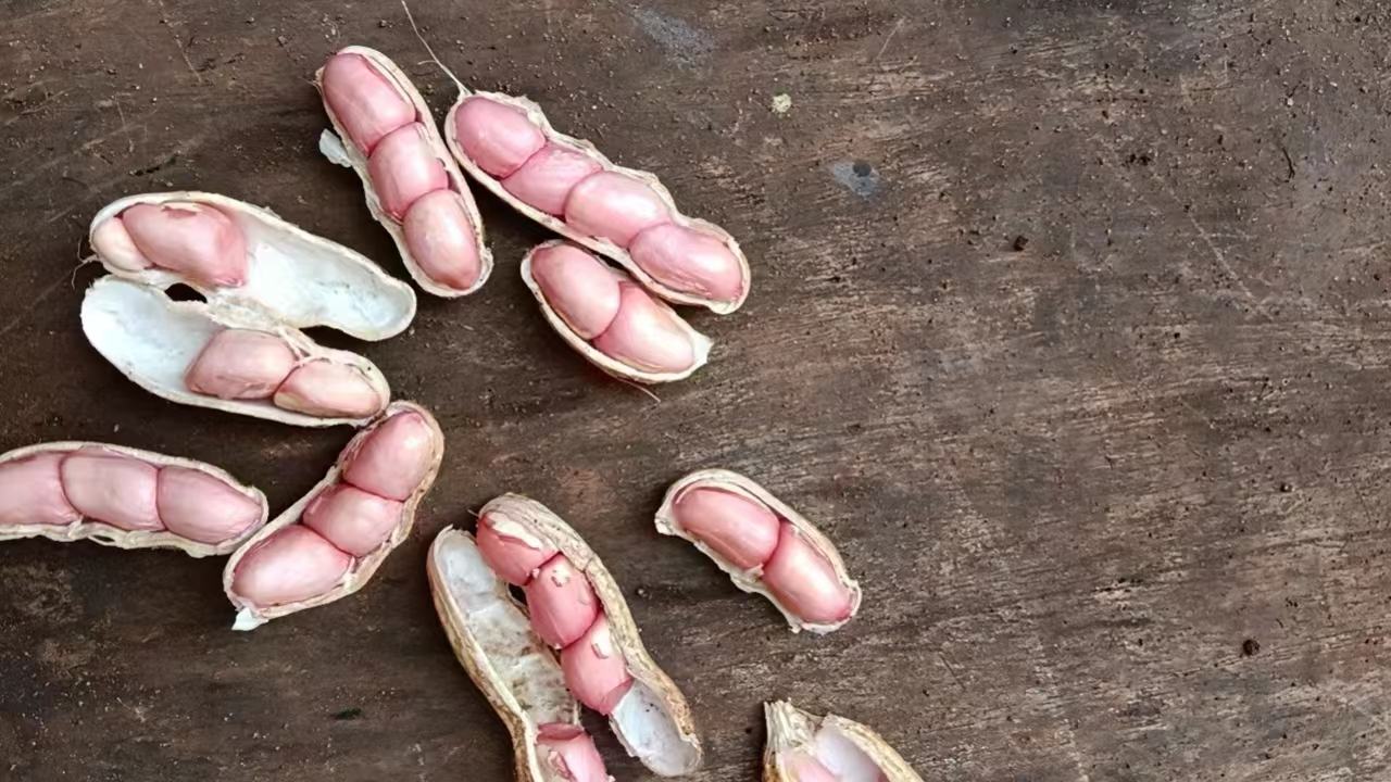 新鲜带壳花生堆放在木桌上,部分已剥壳露出红衣包裹的花生仁,背景为田园农场环境,阳光柔和 花生特写