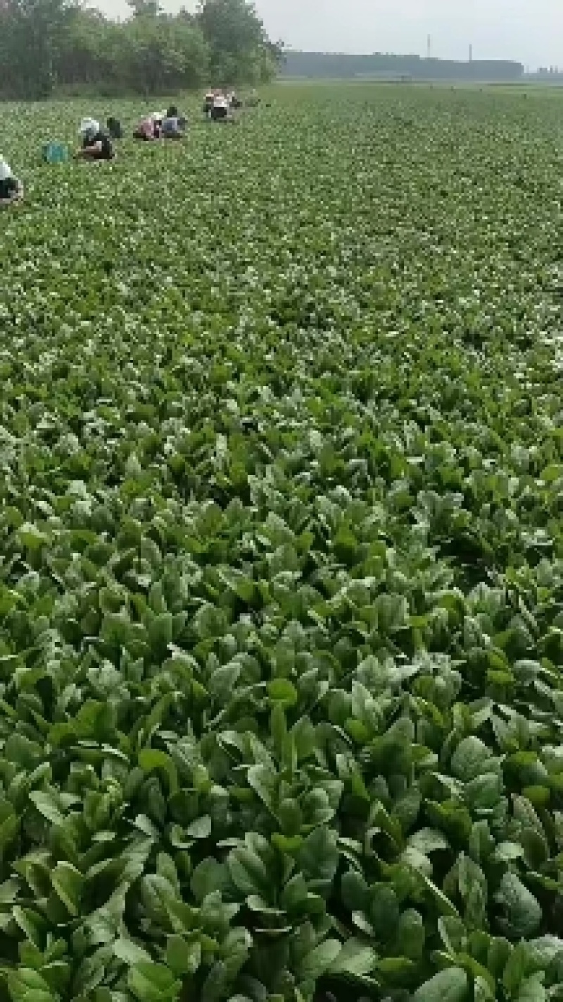 香河产地常年直供精品大叶菠菜