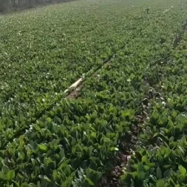 香河产地常年直供精品大叶菠菜