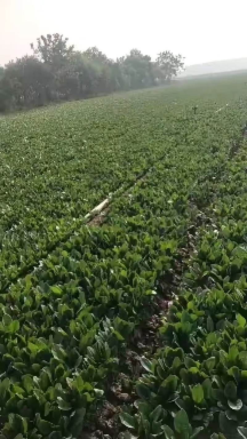 香河产地常年直供精品大叶菠菜