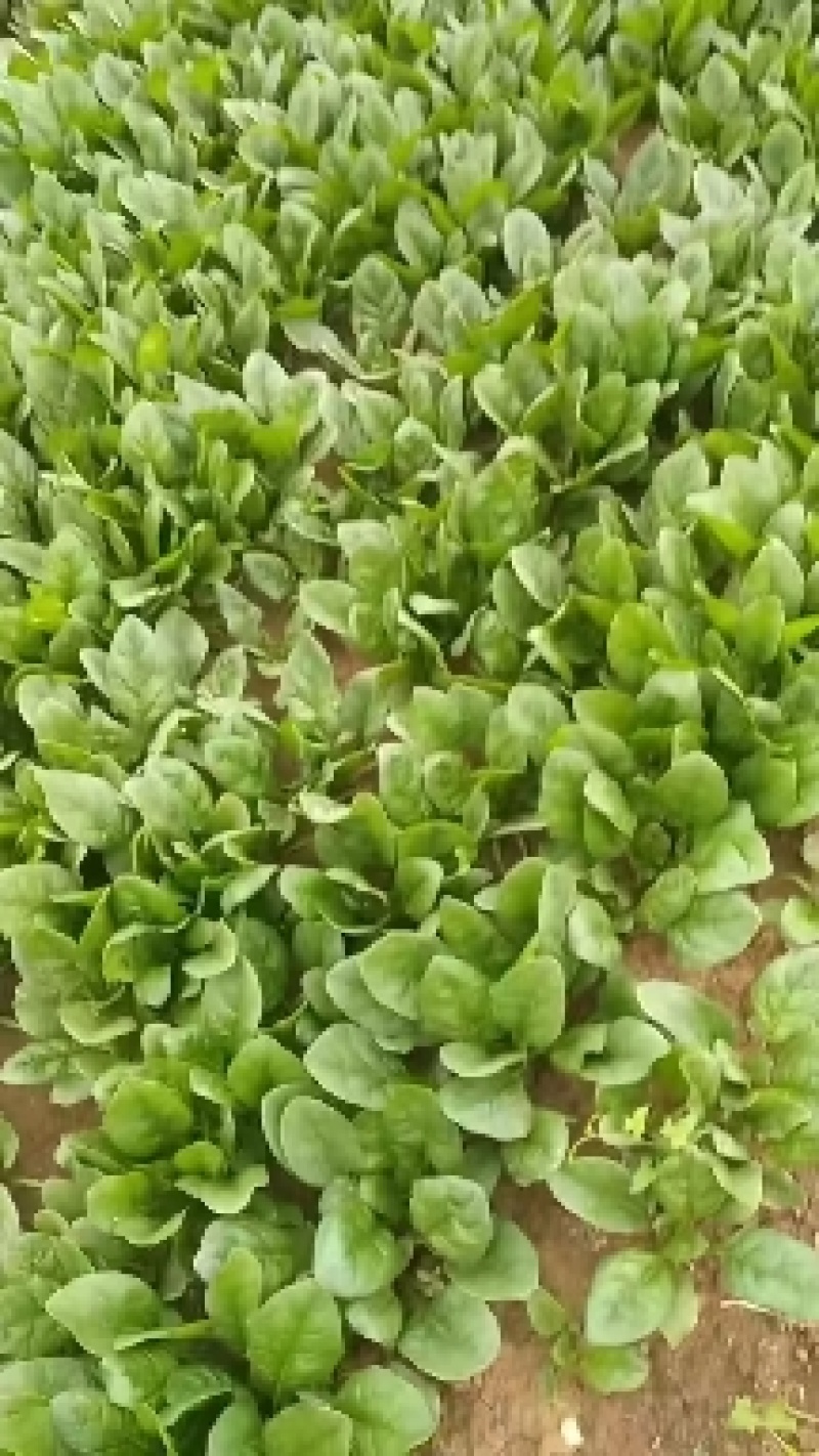 香河产地常年直供精品大叶菠菜