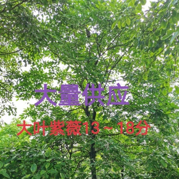 大叶紫薇13～18分大量供应中