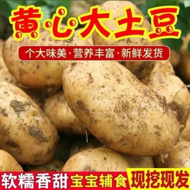 [热卖]山东临沂盐城县黄心土豆土豆一手货源