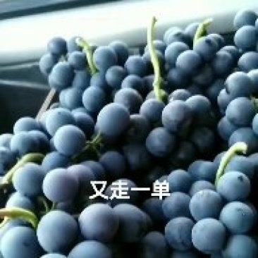 夏黑巨盛