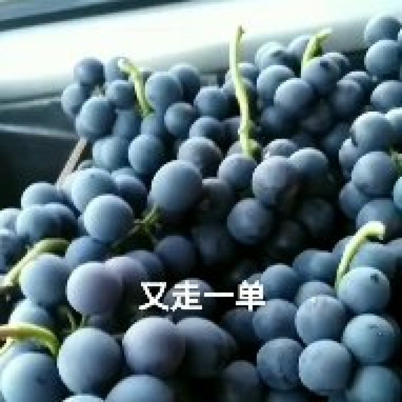 夏黑巨盛