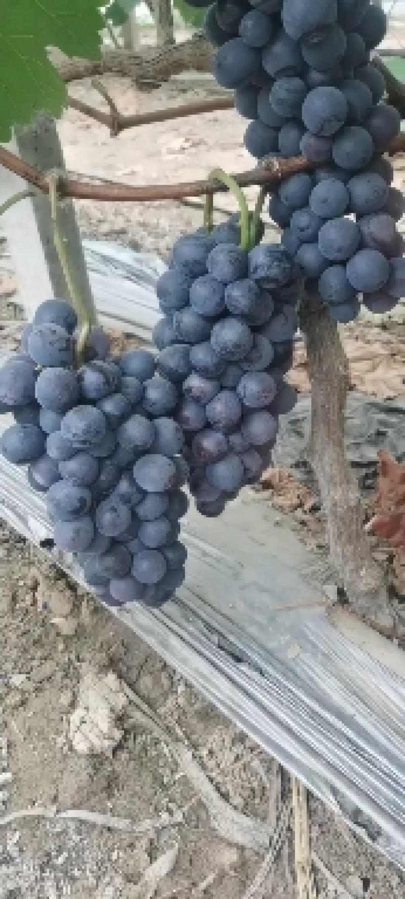 夏黑巨盛