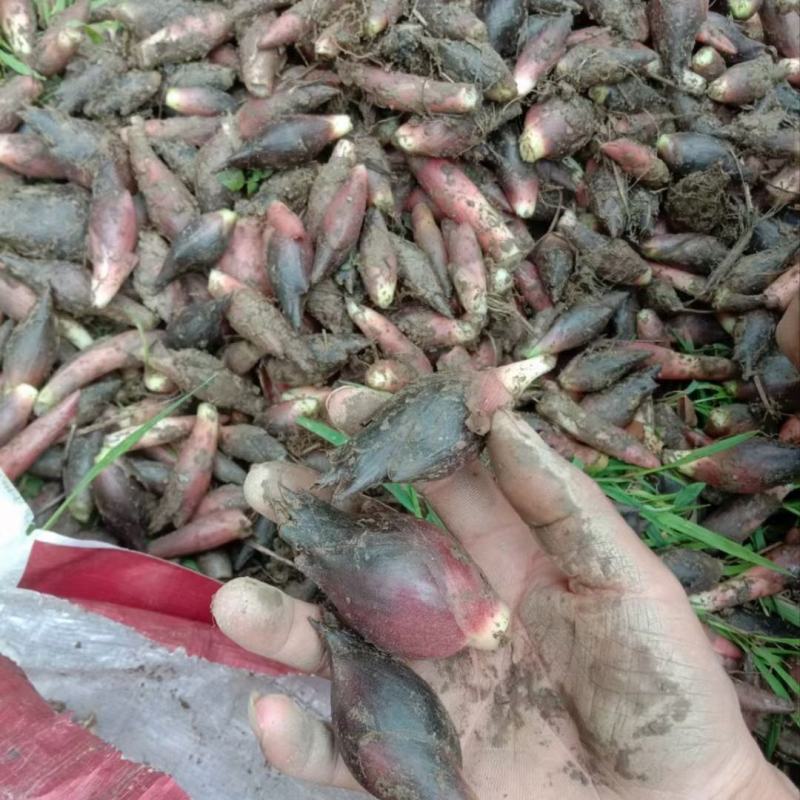 洋荷
