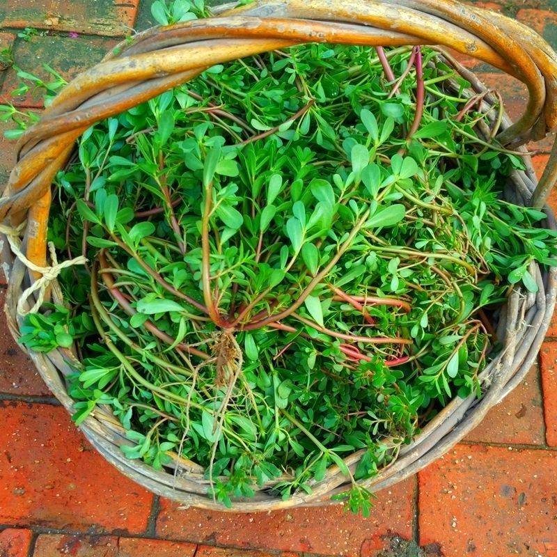 新鲜野生马齿苋现摘马齿菜马蜂菜蚂蚁菜长寿菜食用野菜五行草