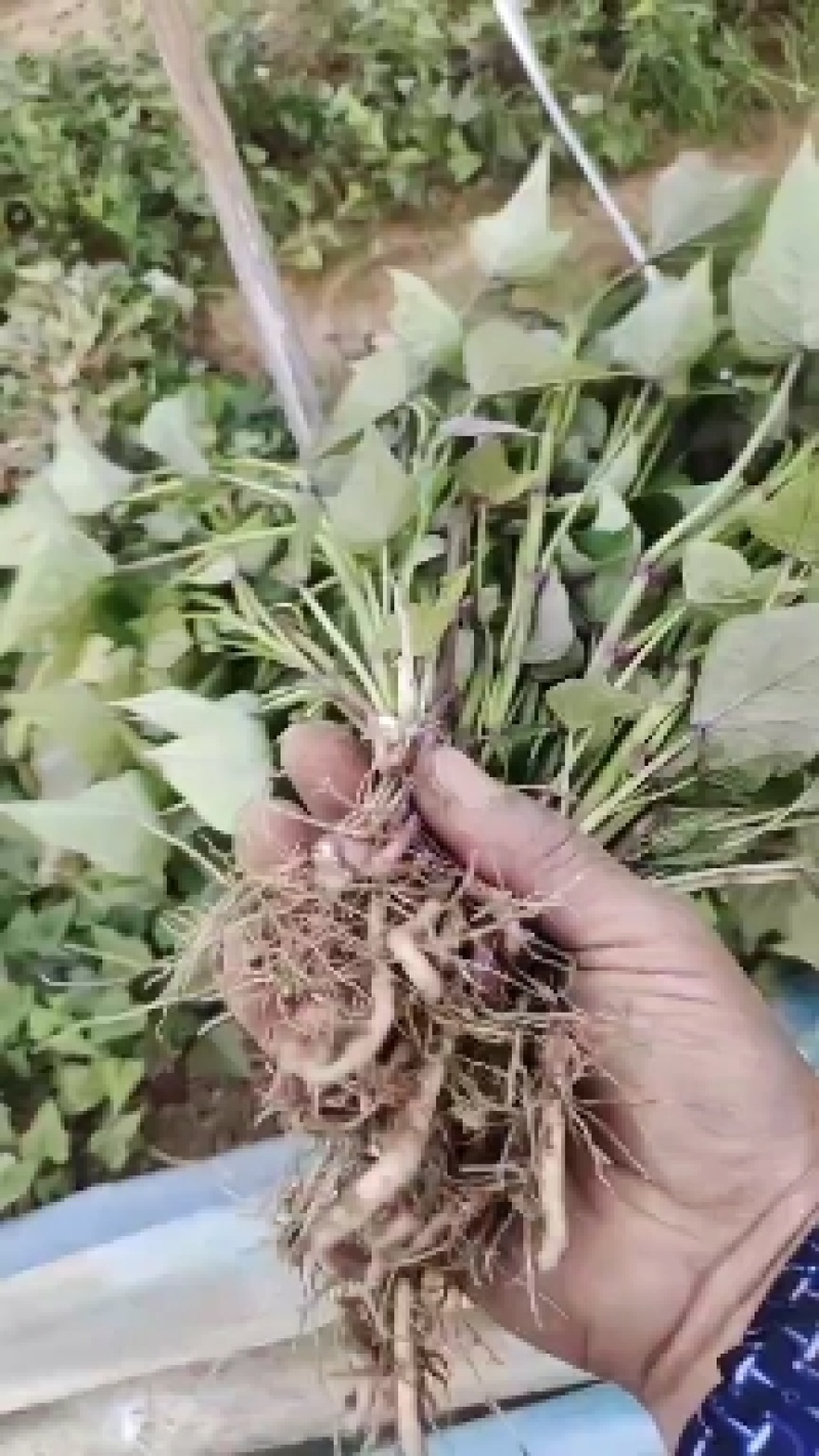精品商薯苗本合作社拥有雄厚育苗基础，供应各种地瓜苗