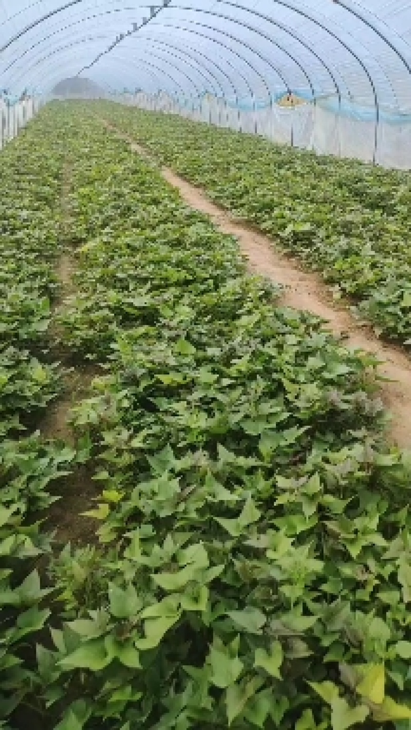 精品商薯苗本合作社拥有雄厚育苗基础，供应各种地瓜苗