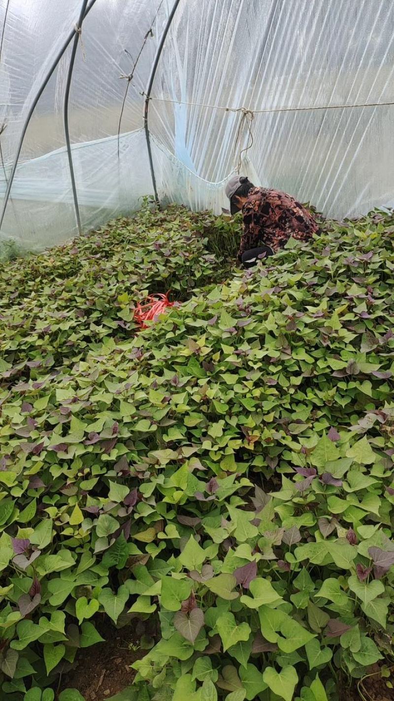 精品商薯苗本合作社拥有雄厚育苗基础，供应各种地瓜苗