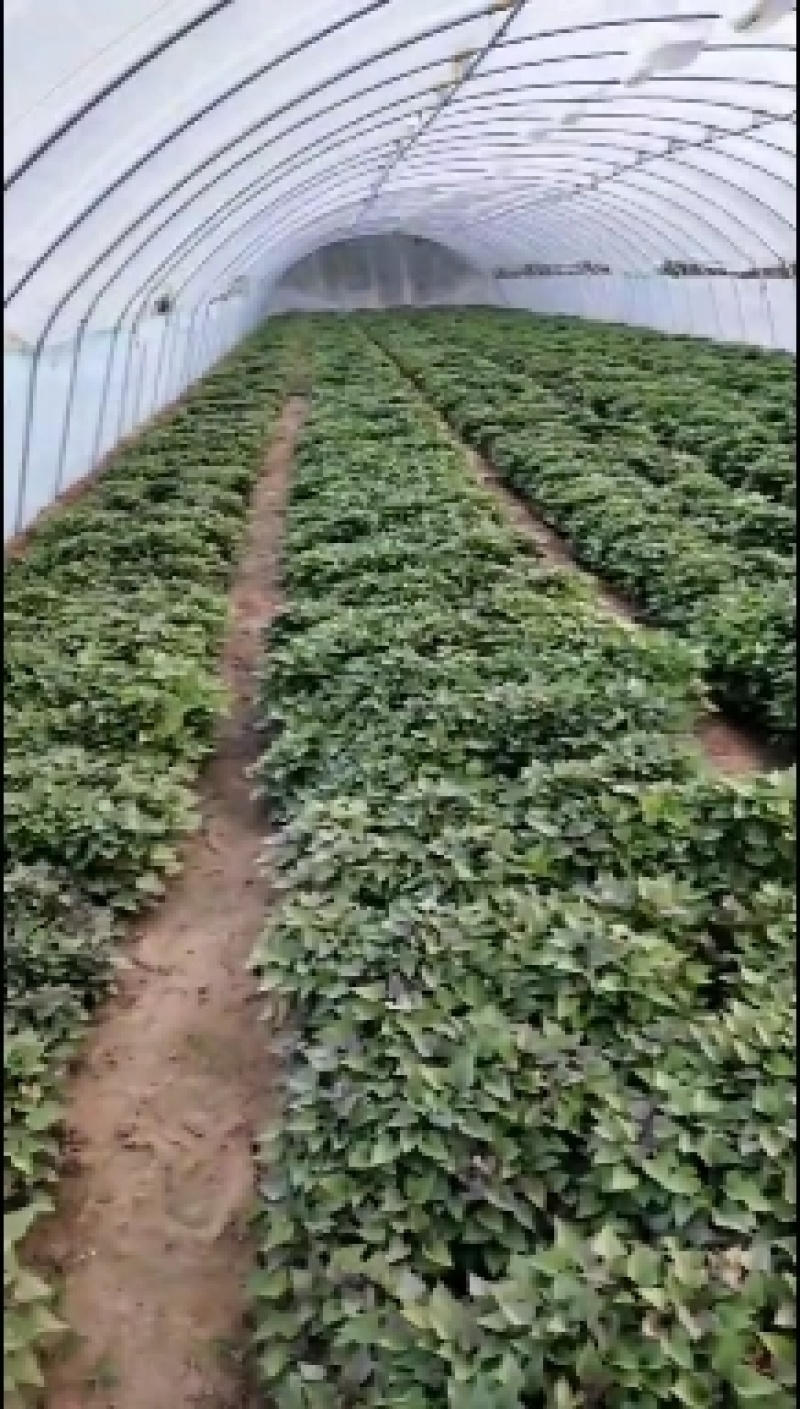 商薯一九地瓜苗（原种）原产地，直发，货量充足
