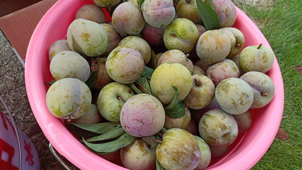 三华李子果酱制作过程