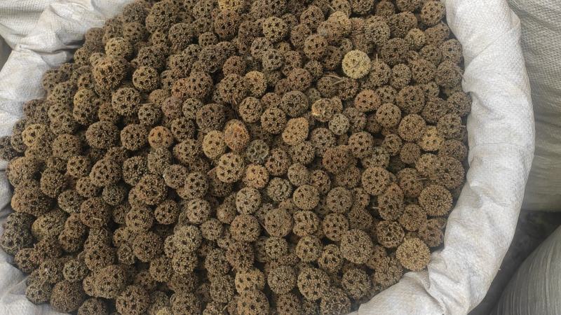 路路通干货路路通中药材量大从优欢迎选购