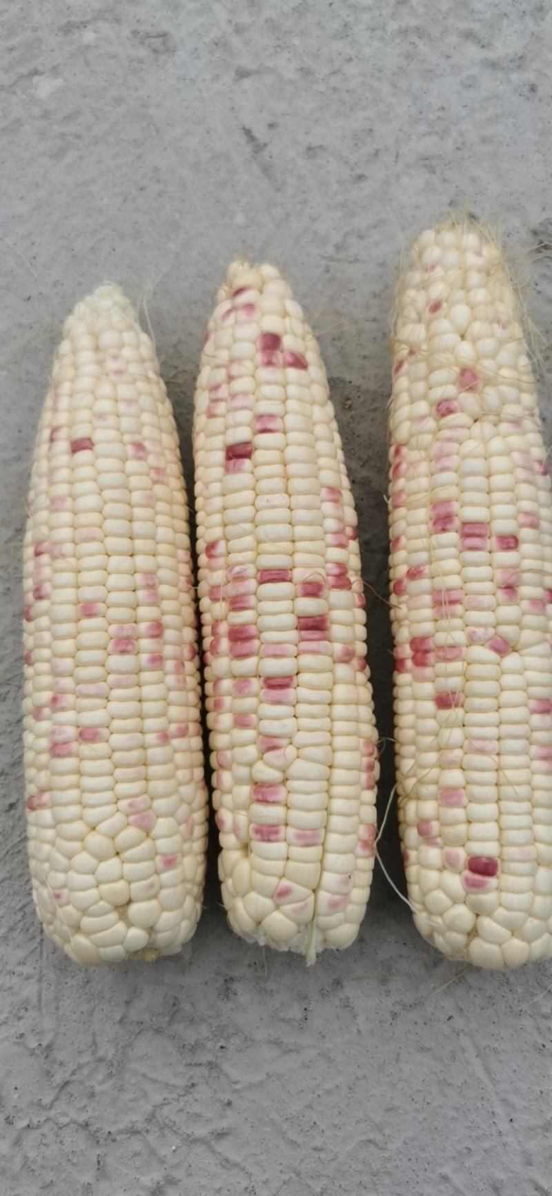 重庆水果玉米基地直发一手货源批发品质保证价格美丽欢迎合作